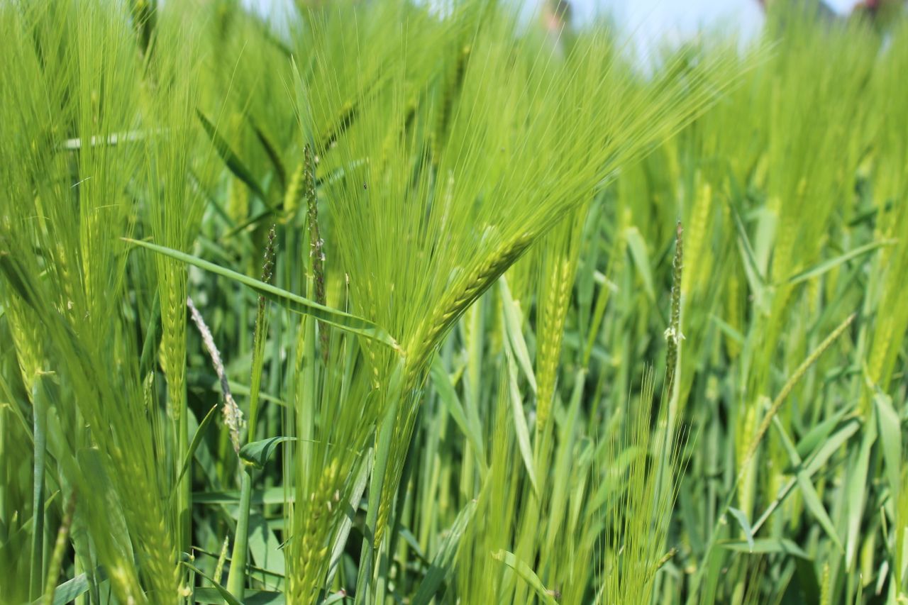 CAFRE: Wet spring weather causes crop protection challenge