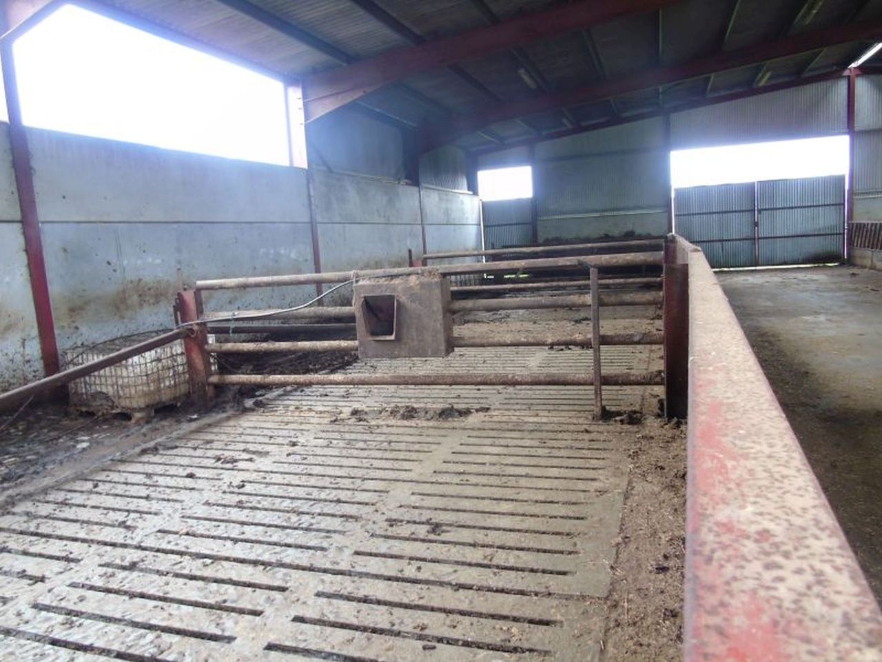 11 bullocks and 4 store cattle stolen from shed in Co. Laois
