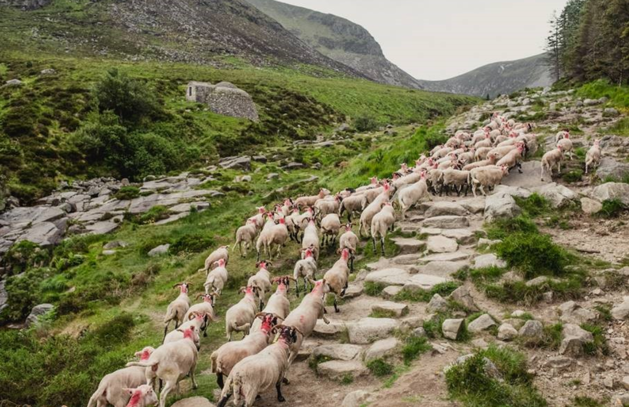 GPS trackers fitted to Mournes sheep to aid burn area recovery
