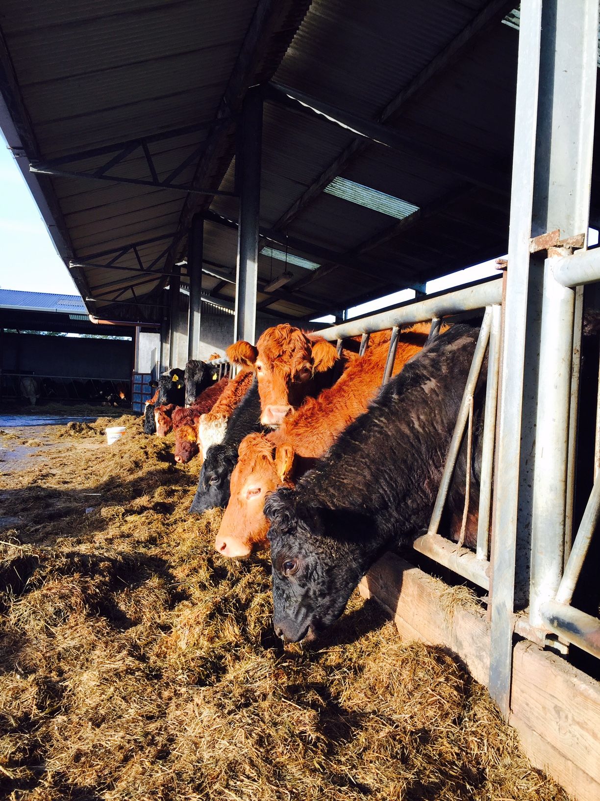Why silage analysis is key for beef finishers