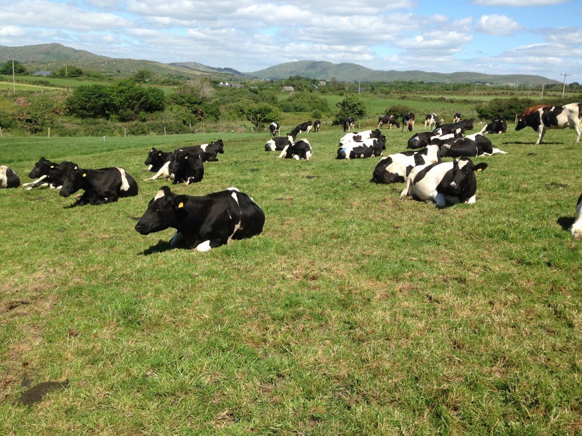More details due today around EU aid package for farmers