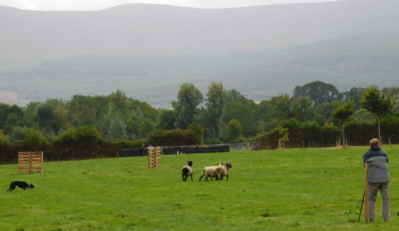 Gallery: Busy village of Bansha celebrates its 66th agricultural show