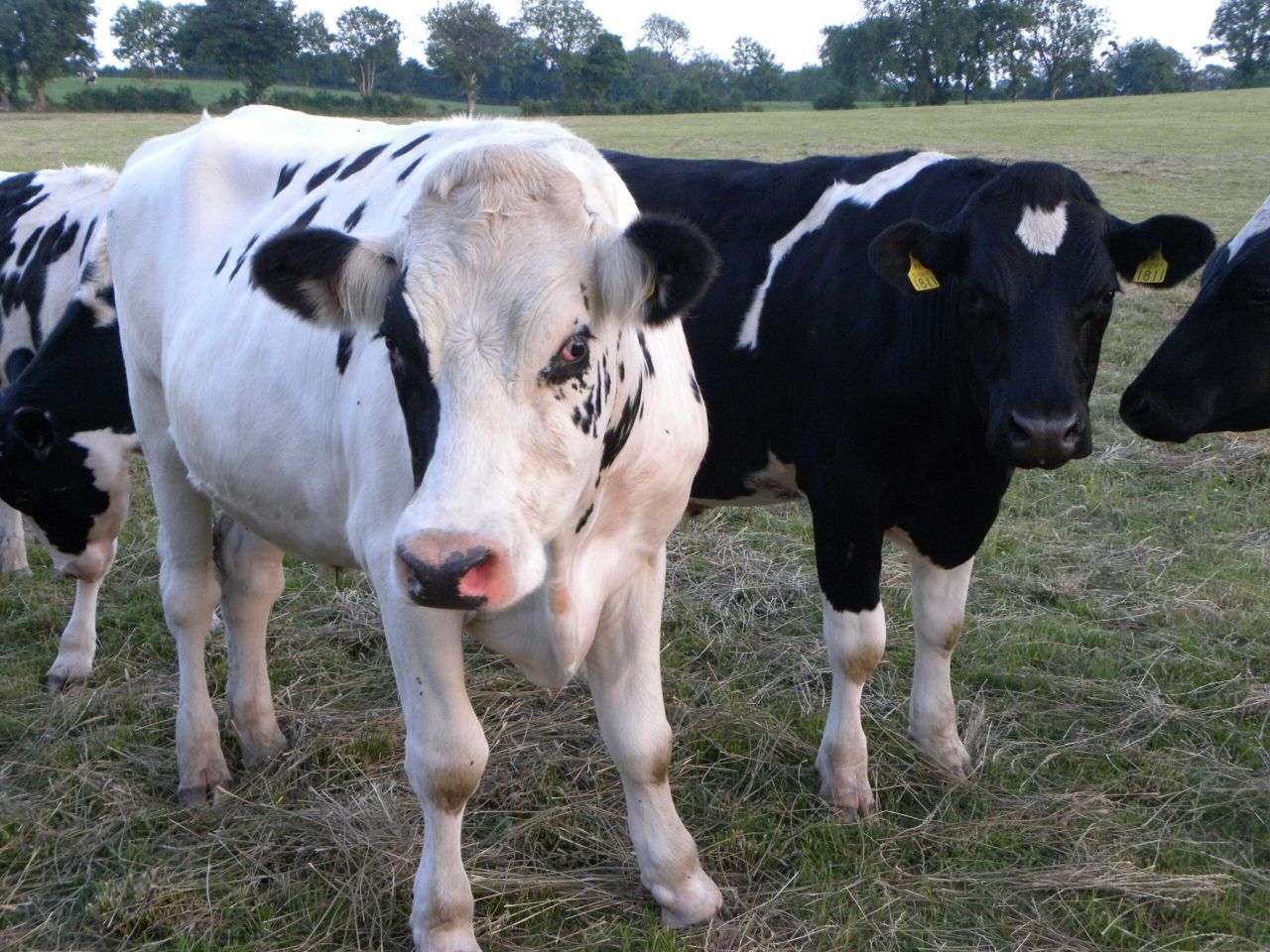 Latest thinking on IBR vaccination programmes