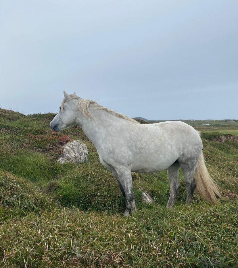Connemara ponies jump to new heights