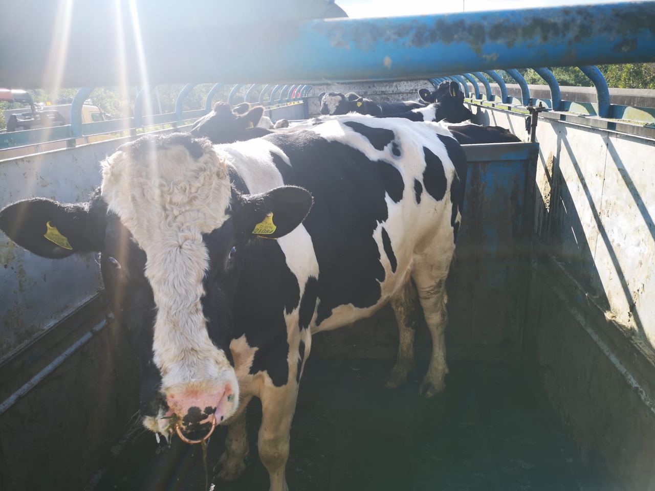 Trailer loaded with €10,000 worth of cattle held at checkpoint