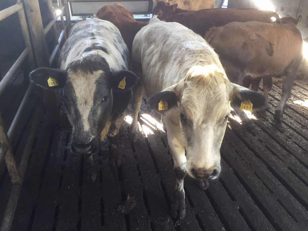 North/south beef price gap narrows again