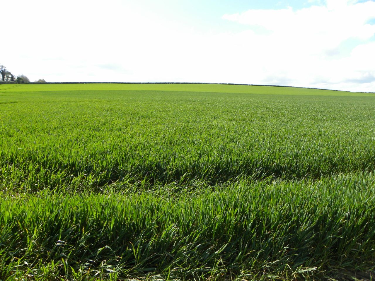 Now is the time to prioritise winter crops for Nitrogen and fungicides