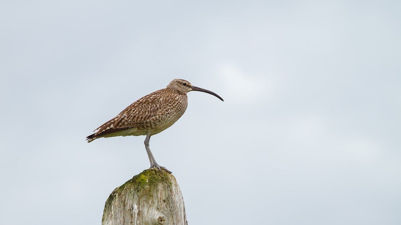 €7.5m for farmers participating in breeding waders EIP