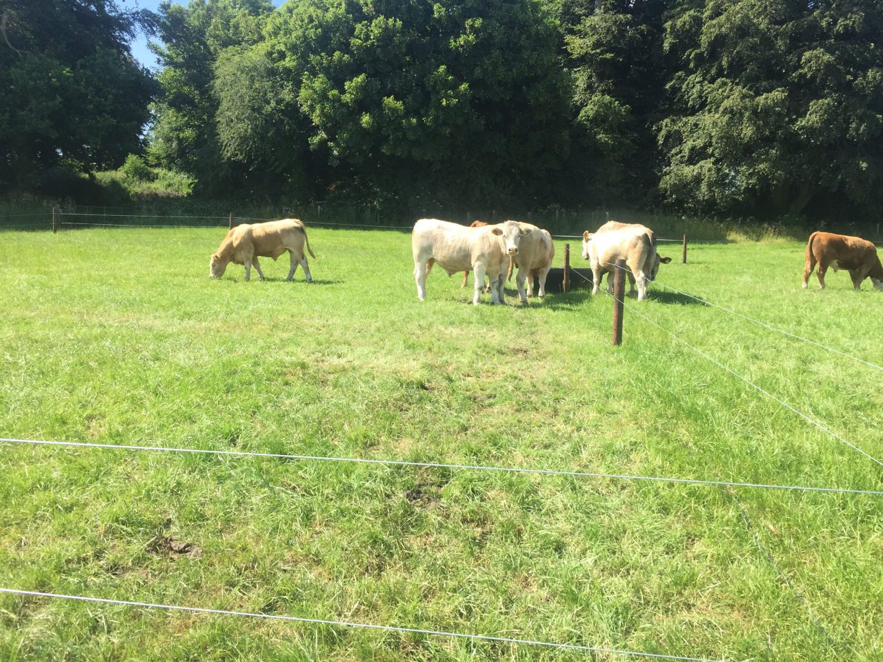 Getting the basics right when it comes to grazing infrastructure
