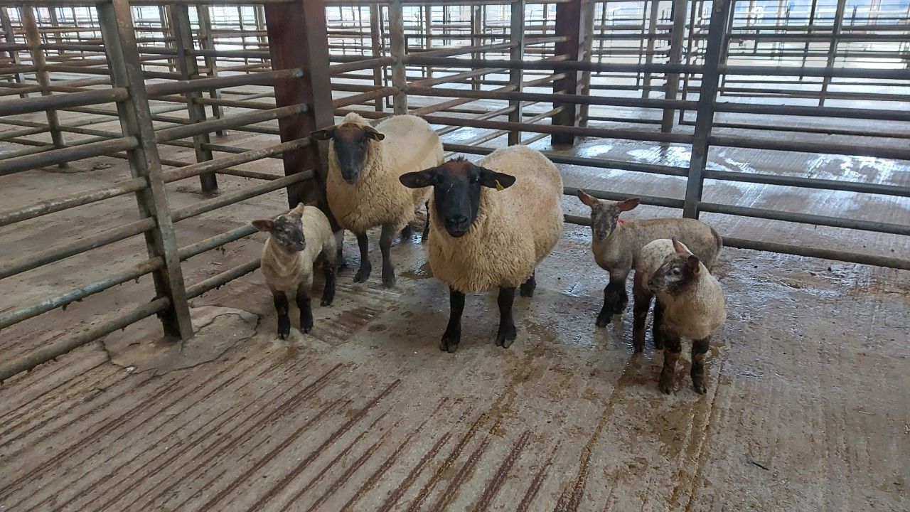 Enniscorthy Mart: Ewes with lambs at foot peak at €265/unit