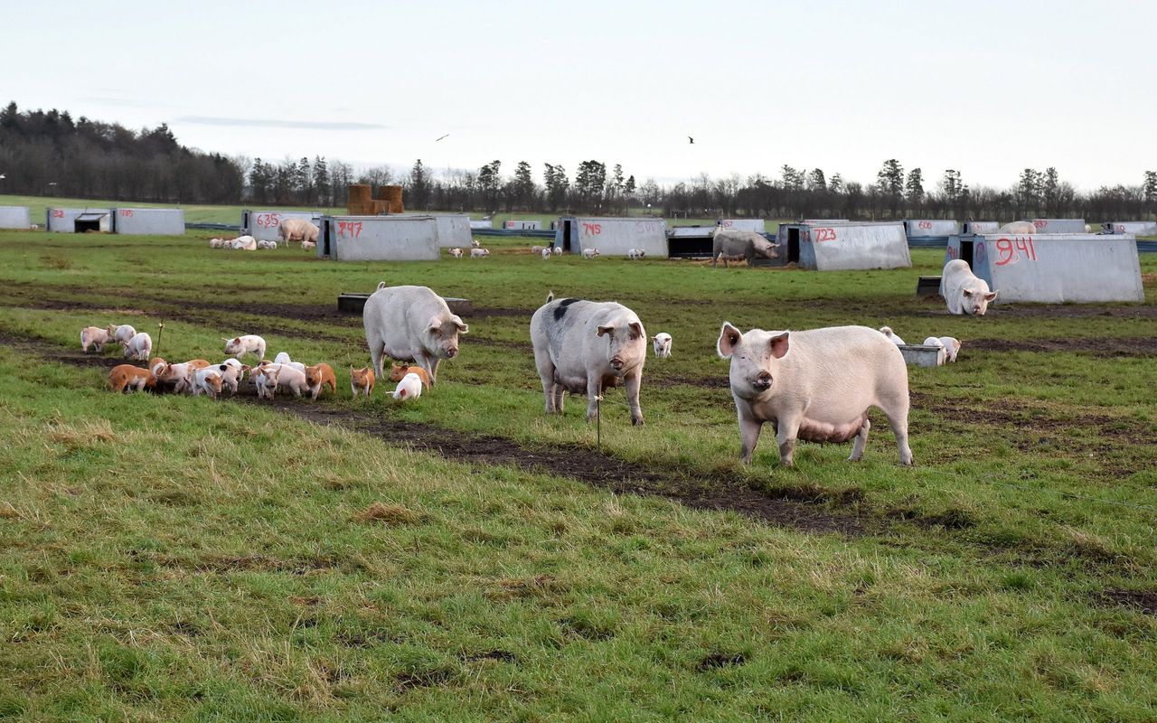 Rearing pigs outdoors with no fear of ASF in Denmark