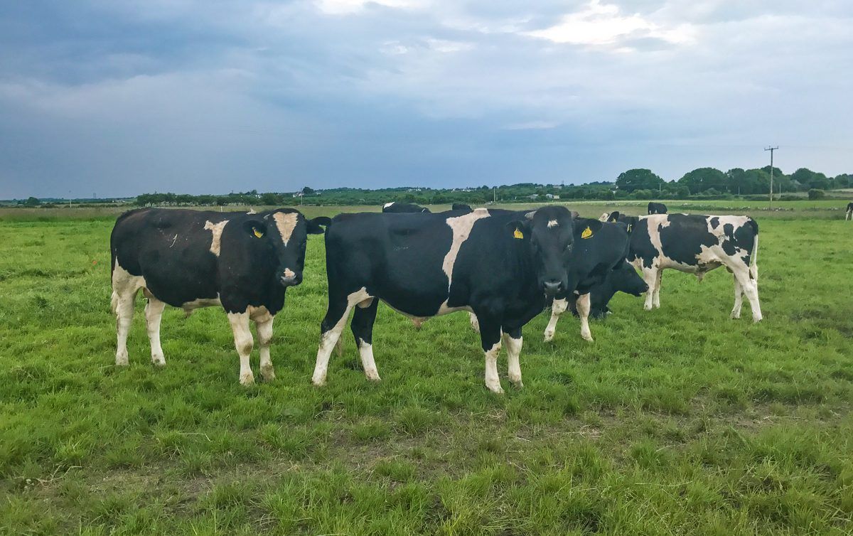 Forage focus: Feeding home-grown crops on rented land in Co. Galway
