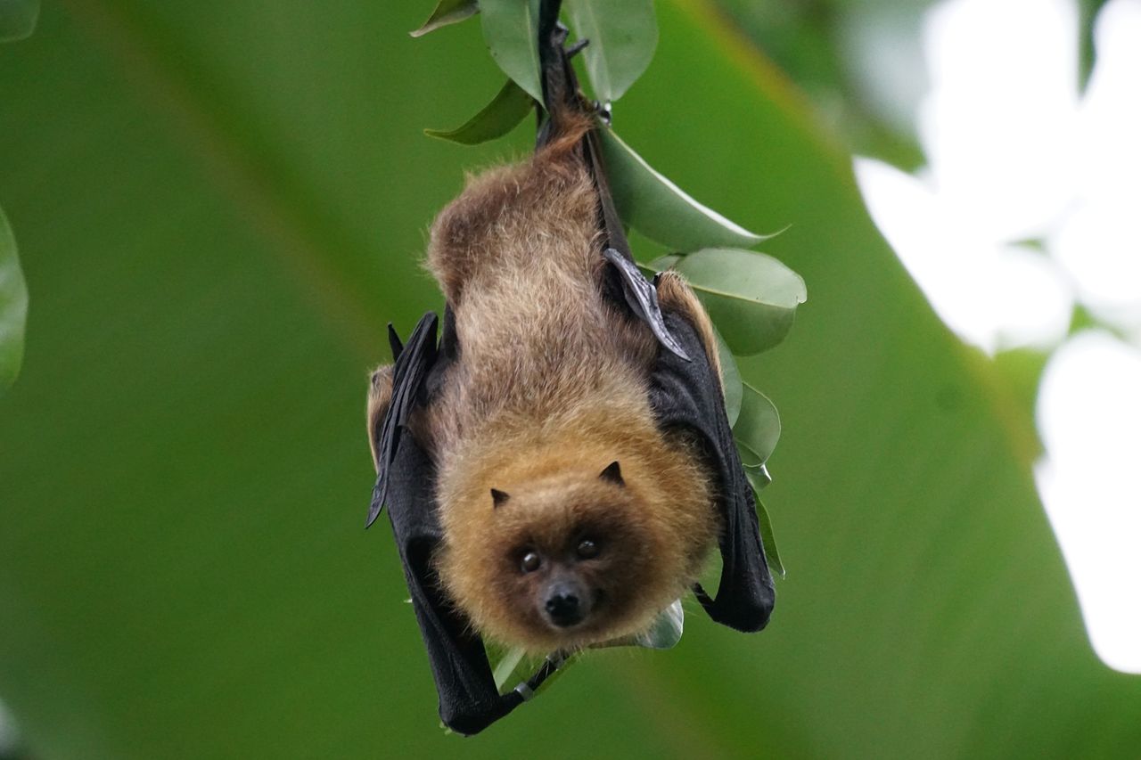 Bats can be 'valuable allies' for farmers by eating pests - study
