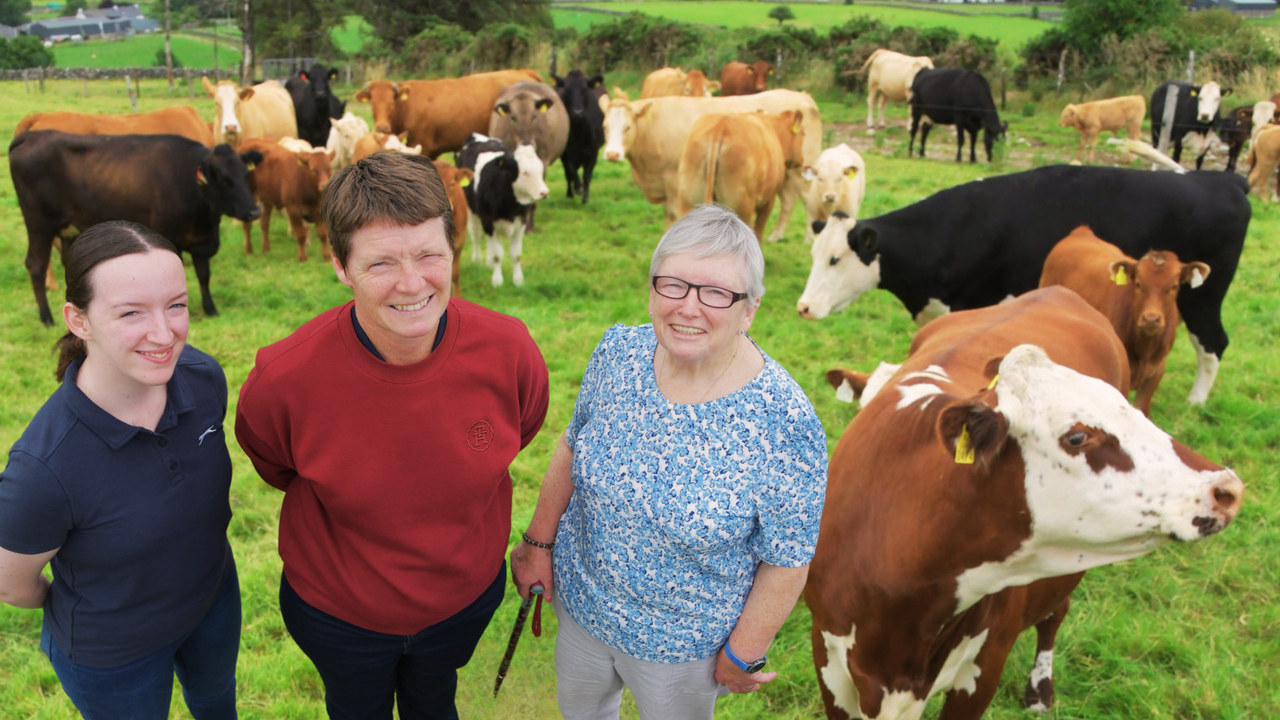 Calving difficulty, shape and colour priorities for Roscommon farmer