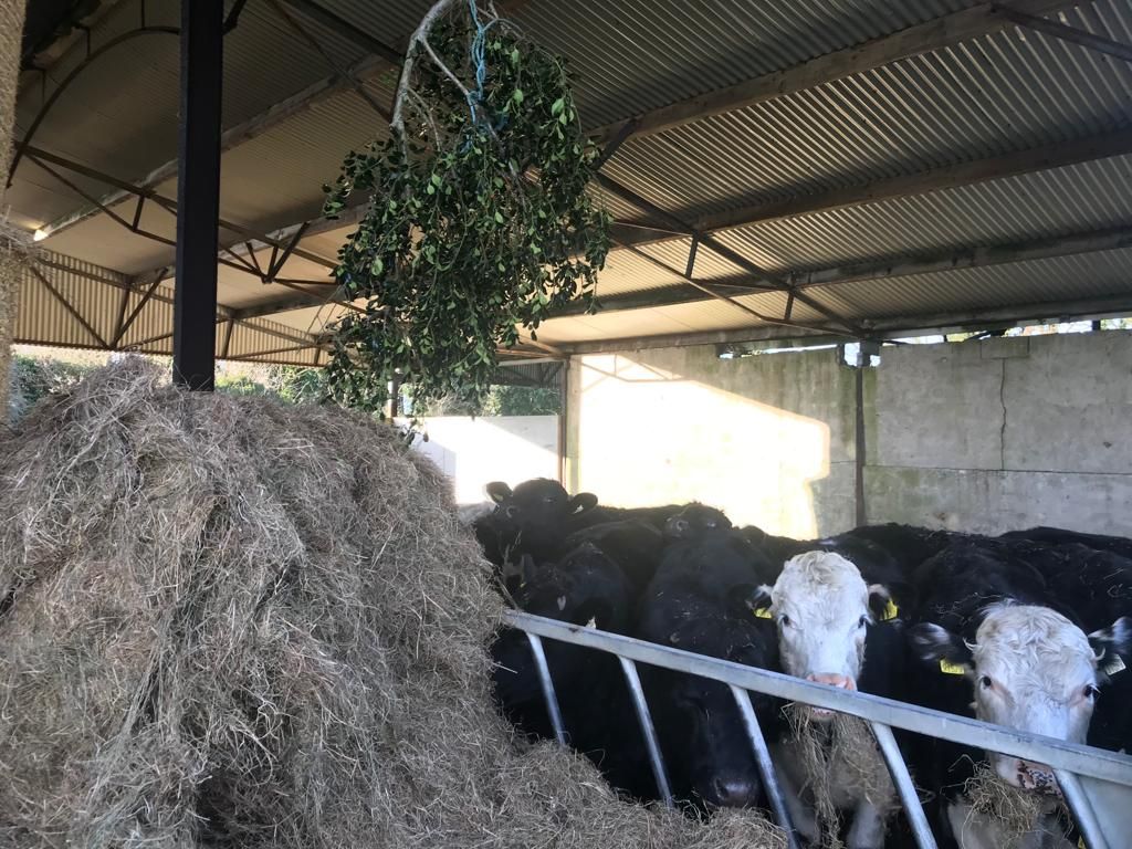 Deck the cattle sheds with boughs of holly?