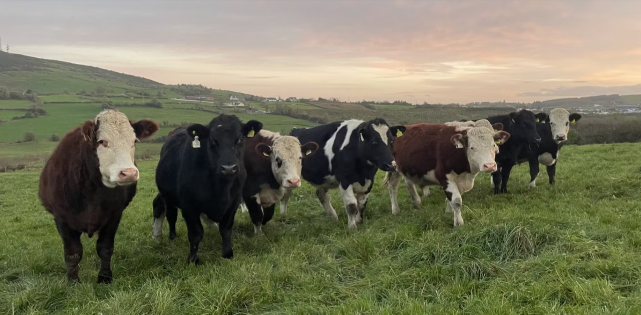 Factory quotes: Talk of reducing higher cattle price offers this week