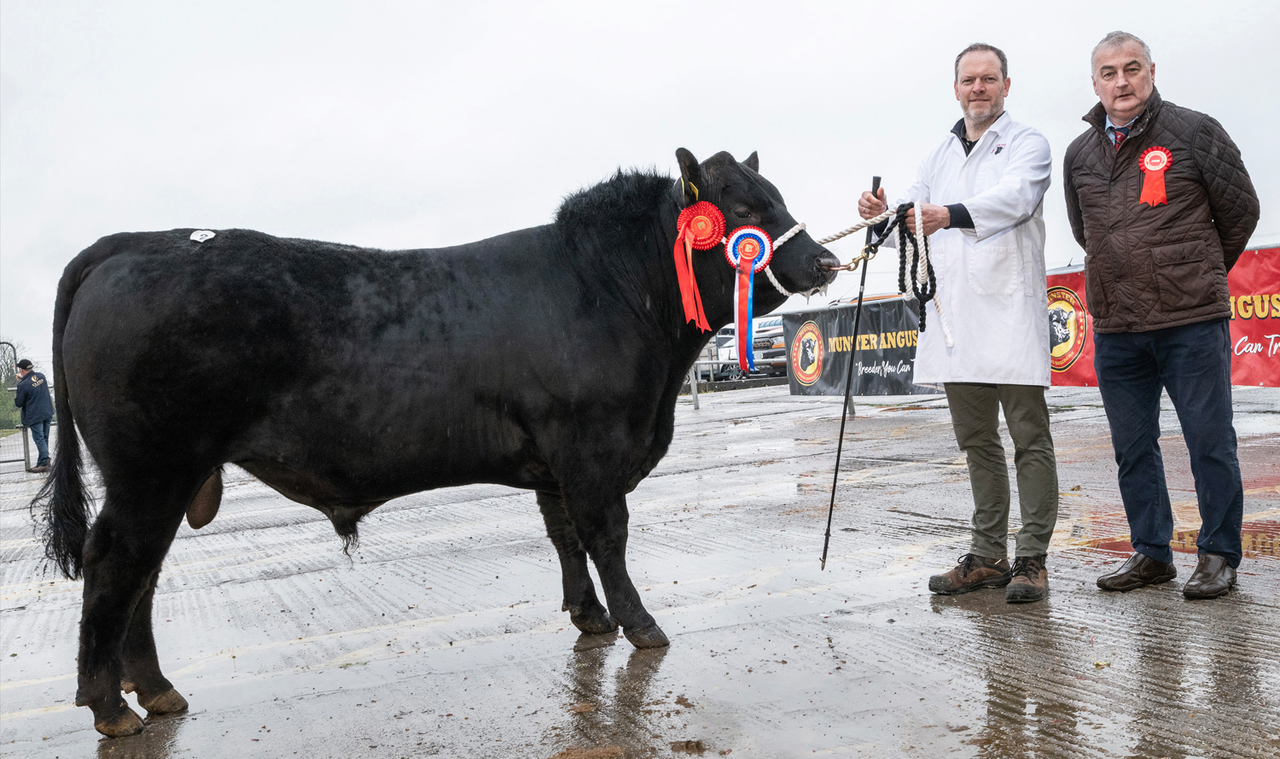 7 bulls clear €4,000 at Munster Angus breeders sale