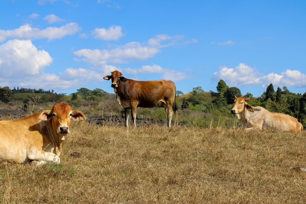 Beef Plan urges farmers to sign petition against EU-Mercosur deal