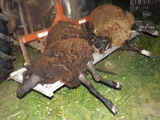 Warning graphic pics: Eight pedigree sheep killed in dog attack in Cork