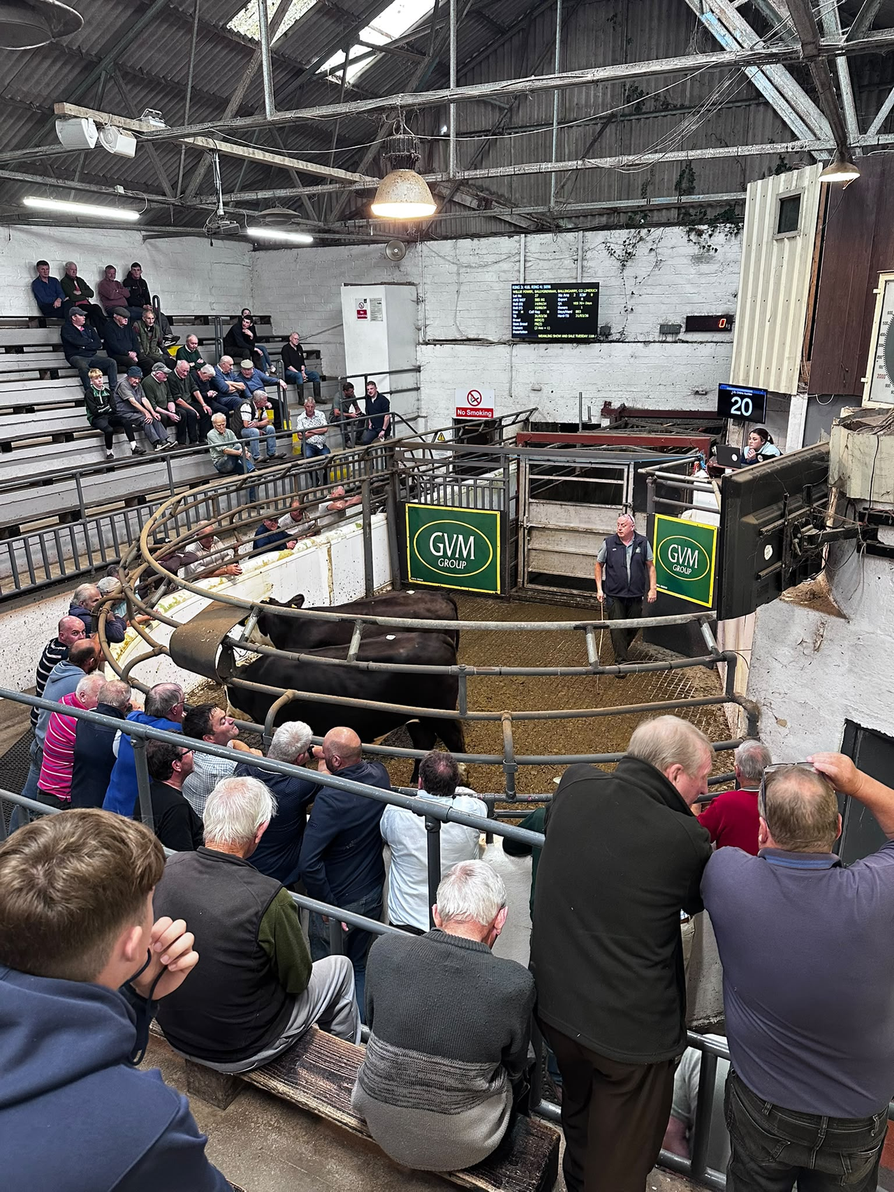 Mart report: Month-old Limousin calf goes for €810 in Kilmallock