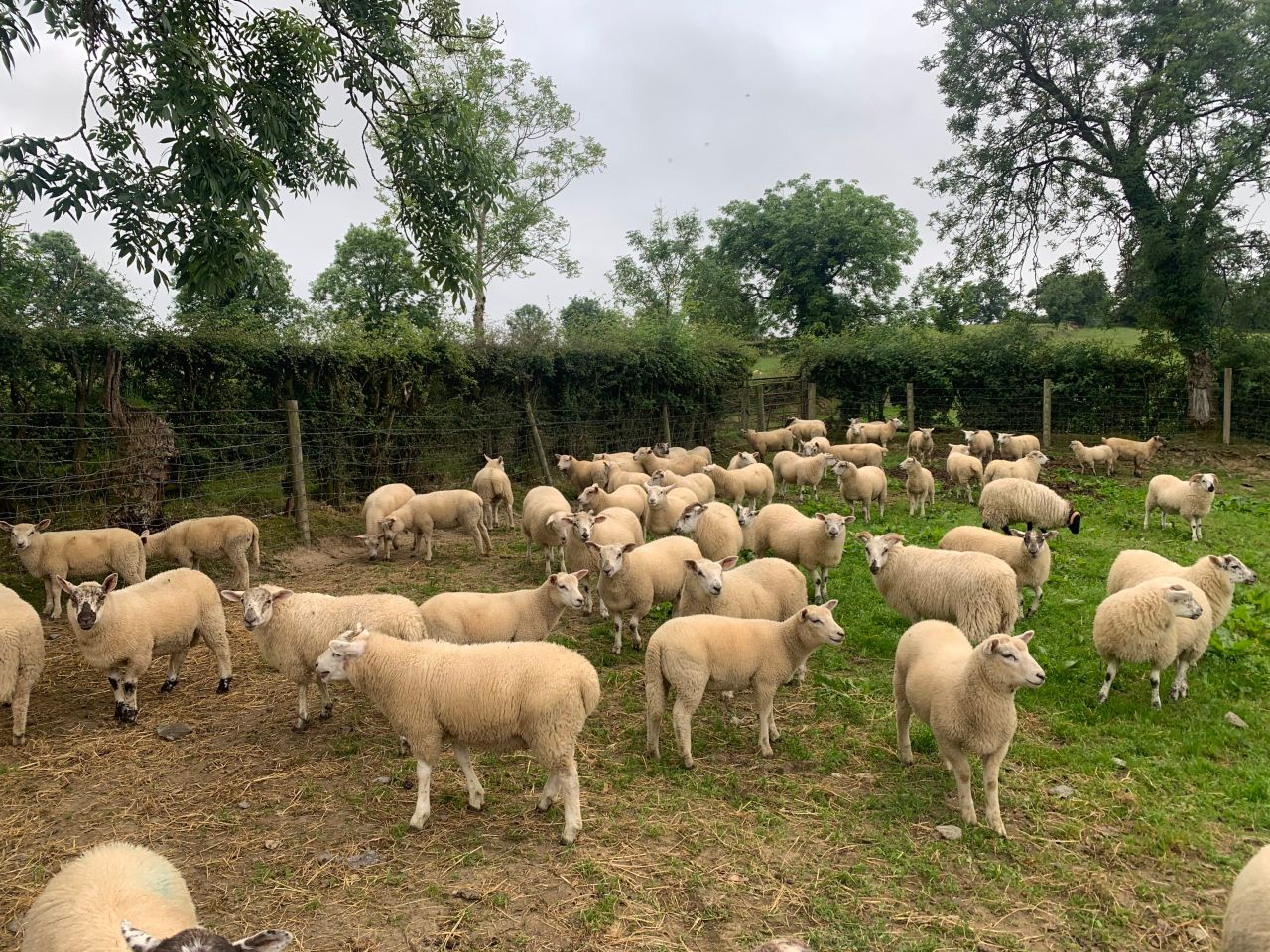 Eid boosts lamb prices in the UK