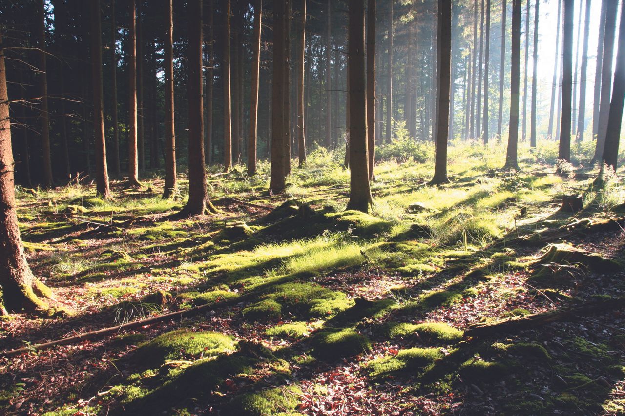 'Single largest private forestry transaction in Irish history' completed