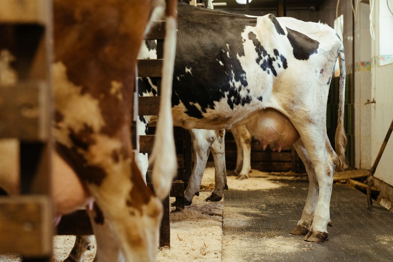 NI farm walks on 'efficient and sustainable milk production'