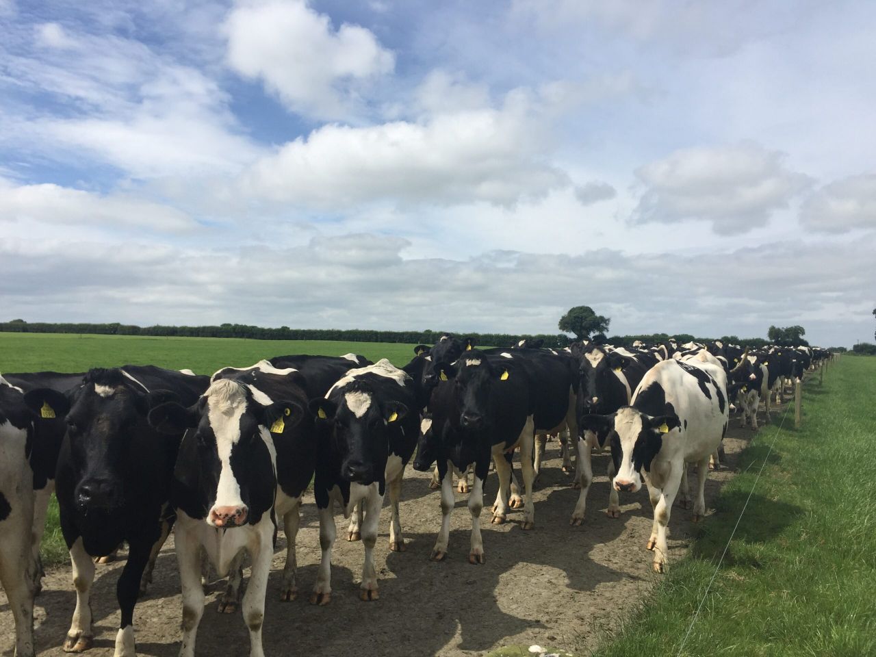Farm focus: Milking 355 cows in the midlands
