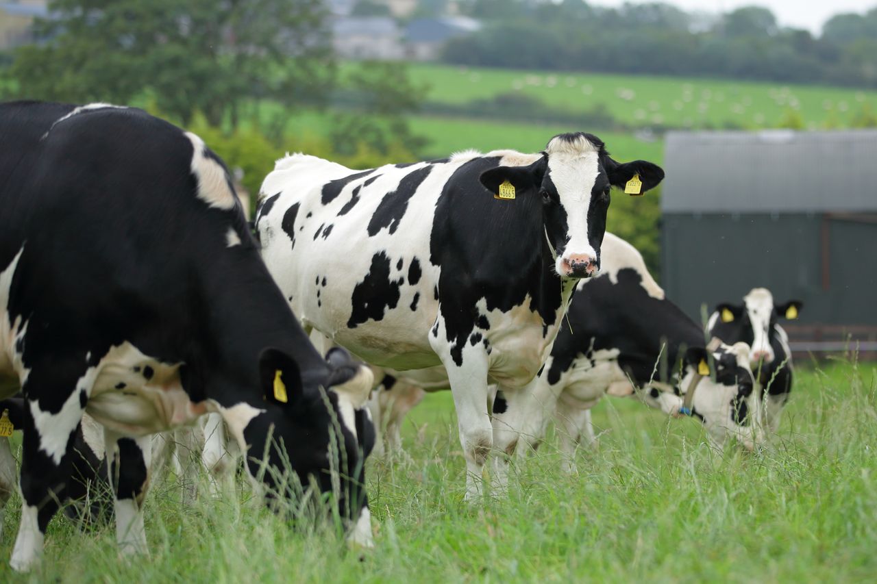 What are the environmental pressures for bTB-restricted farms?