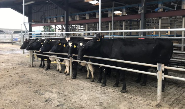 'Belgian Blue use has increased by 21% this year'