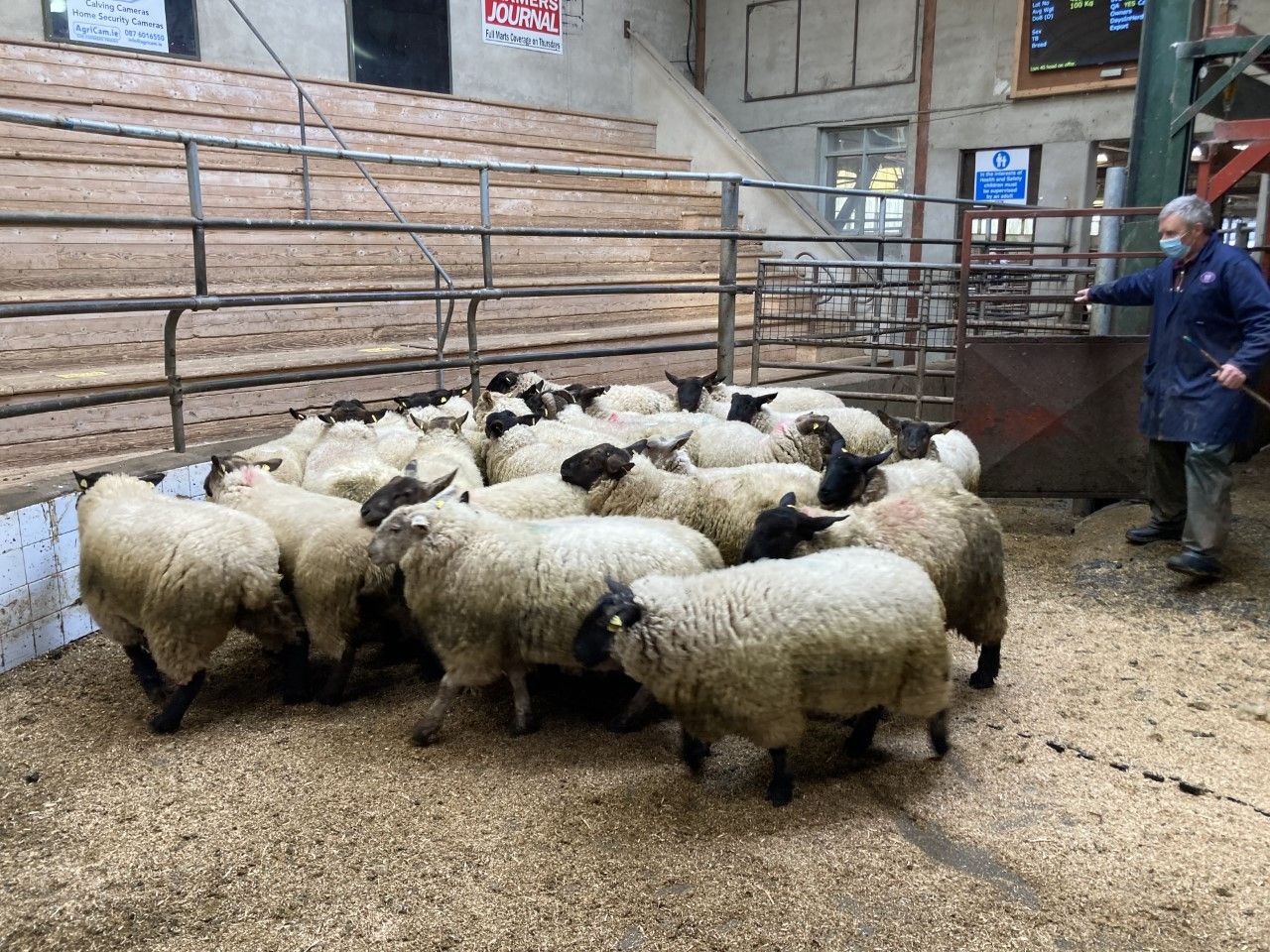 Steady start to the week after increases of €3-5/head seen last week at sheep marts