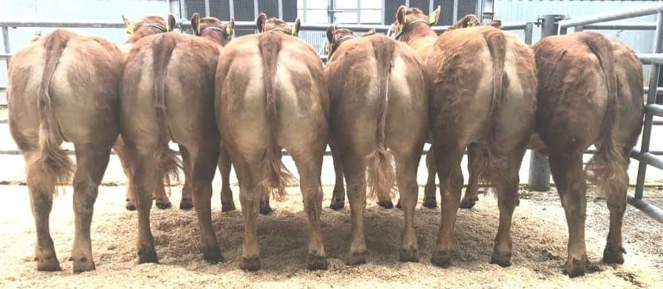 Pedigree Limousin heifer tops sale at €16,800