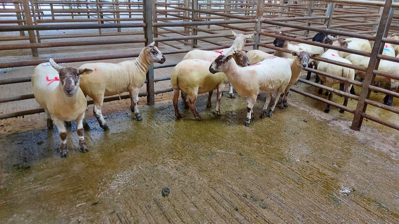 Pics: Early signs look positive as ewe hoggets top €234 at Enniscorthy