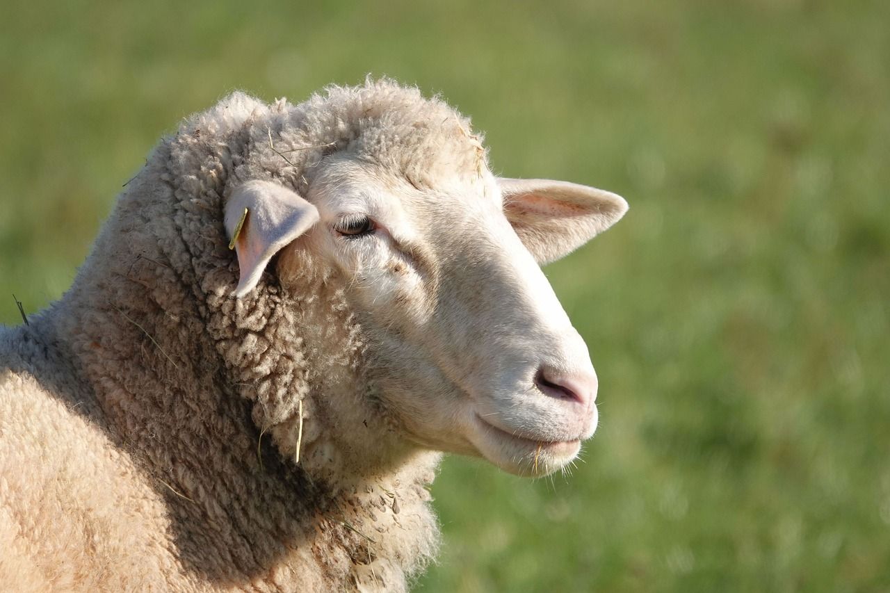 Bord Bia: Value of sheepmeat exports down 6% in 2024