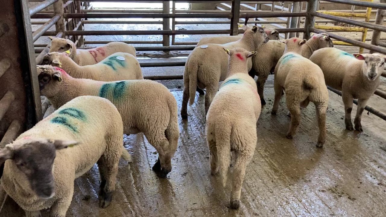 Sheep trade: Factories pull prices for both spring lambs and hoggets
