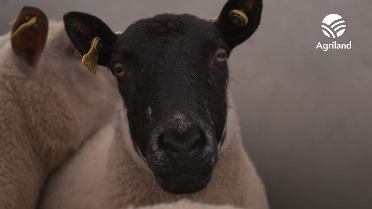 Sheep Shearing Expertise at Ploughing 2026