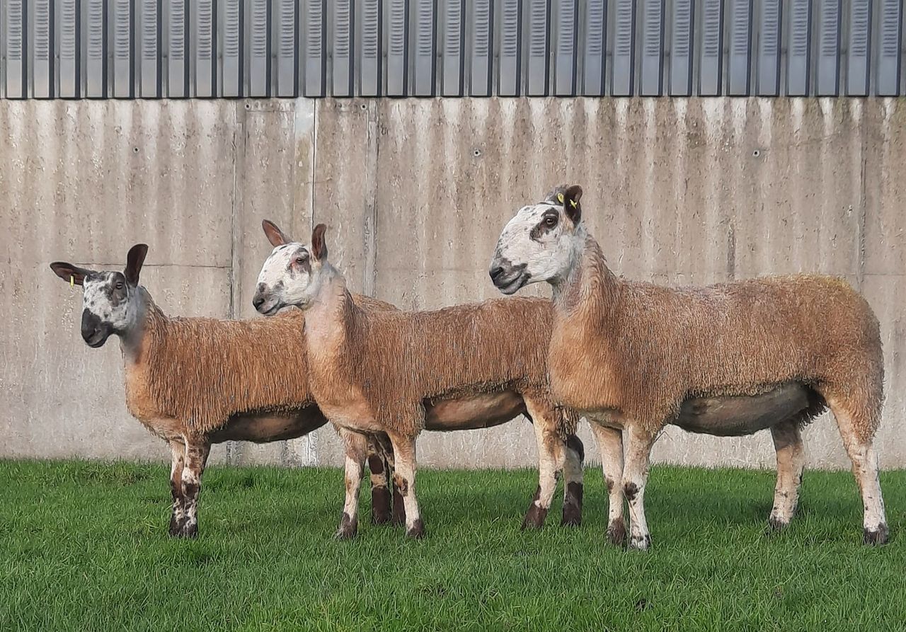 South of Ireland Bluefaced Leicester club sale tops €660