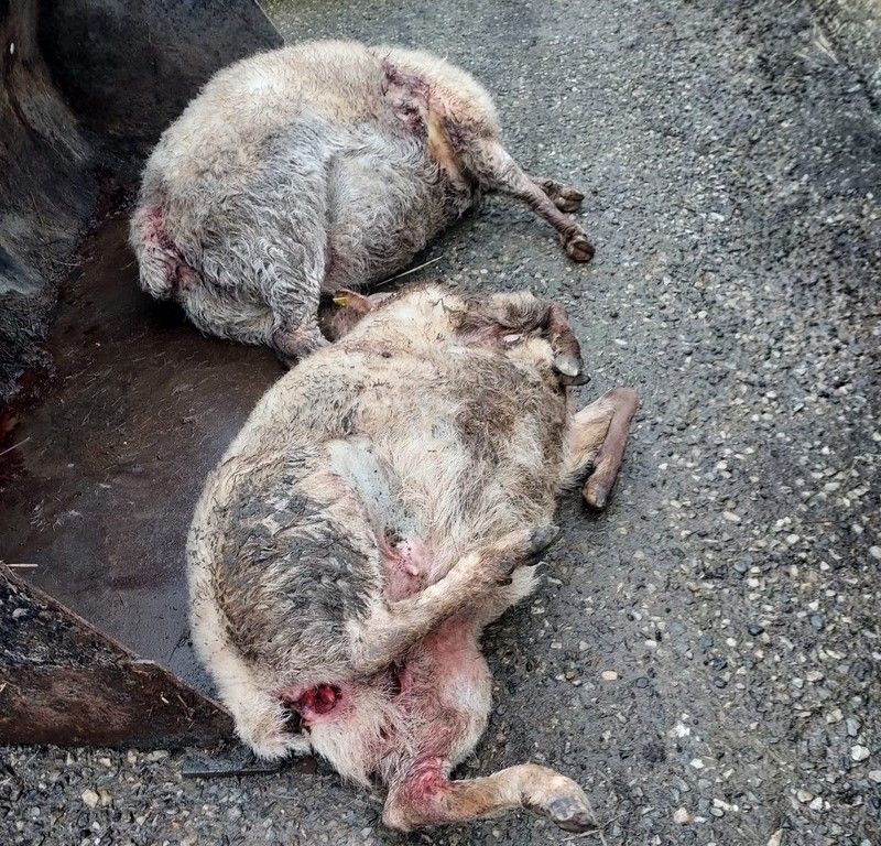 Graphic: 14 sheep killed on two Wexford farms in one night