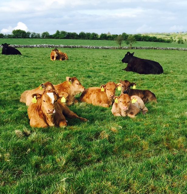 O Cuiv calls on EU to introduce fair price protection for farmers