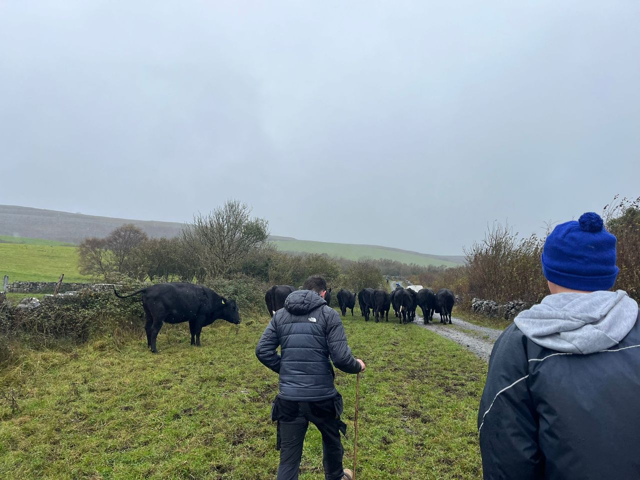 From Japan to Clare: Rearing Wagyu beef in the Burren heartlands