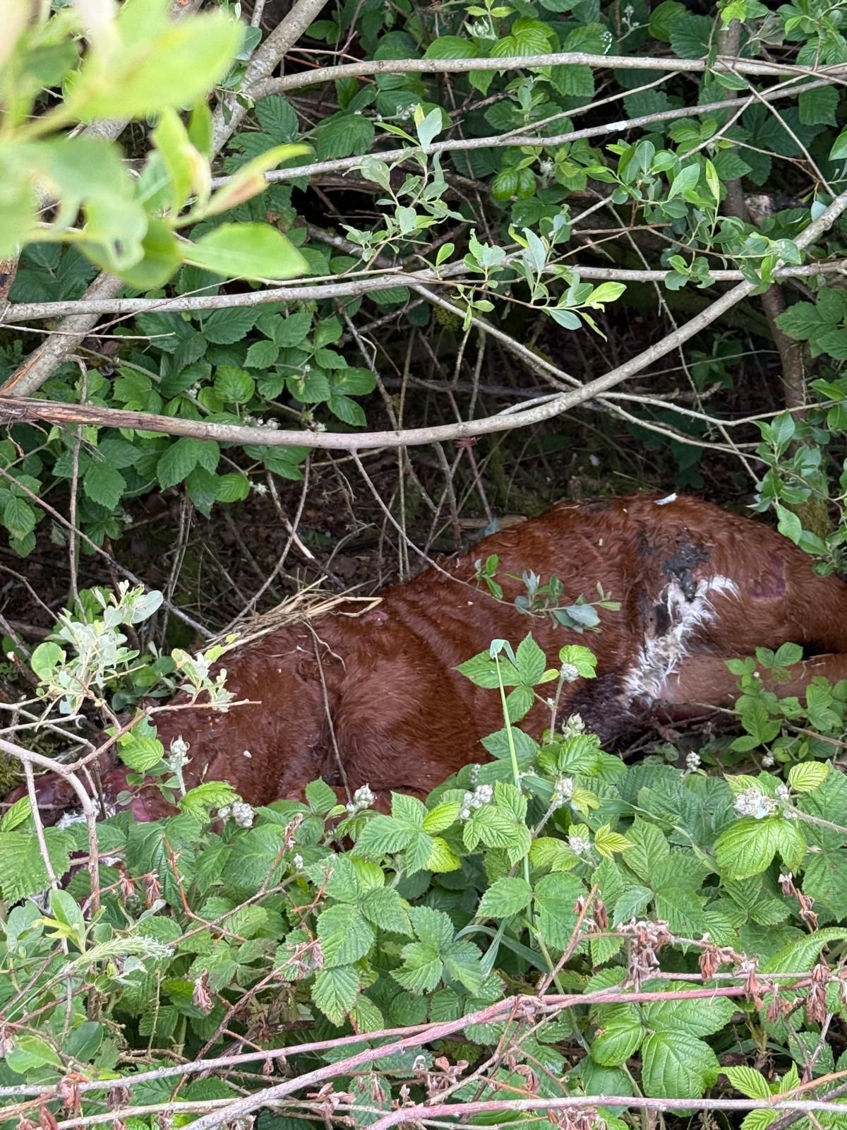 Dead calves found on roadside in Tyrone Image: Cllr Kevin McElvogue