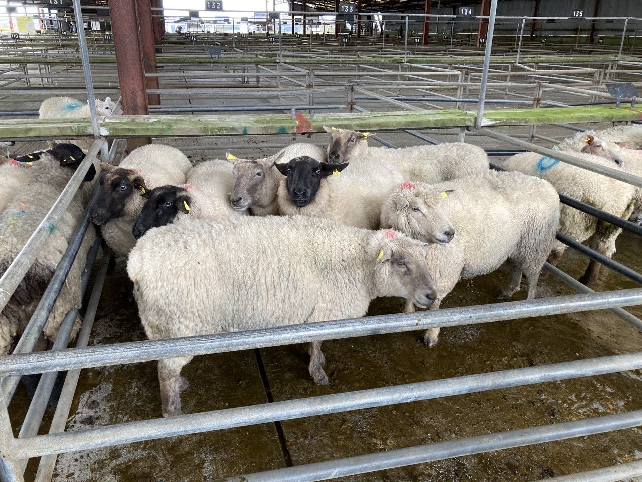 Sheep marts: Cull ewes grab the headlines, as small numbers of spring lambs appear