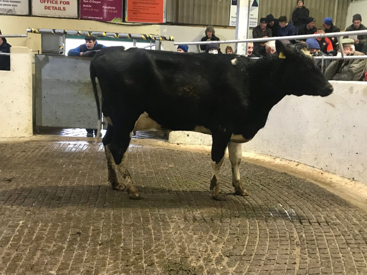 40 high-EBI cows on offer at Cashel Mart