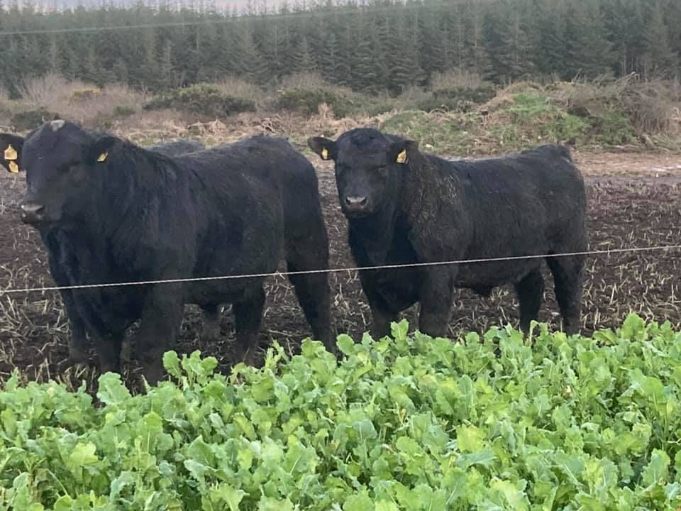Top bulls to go under hammer at online Angus sale this week