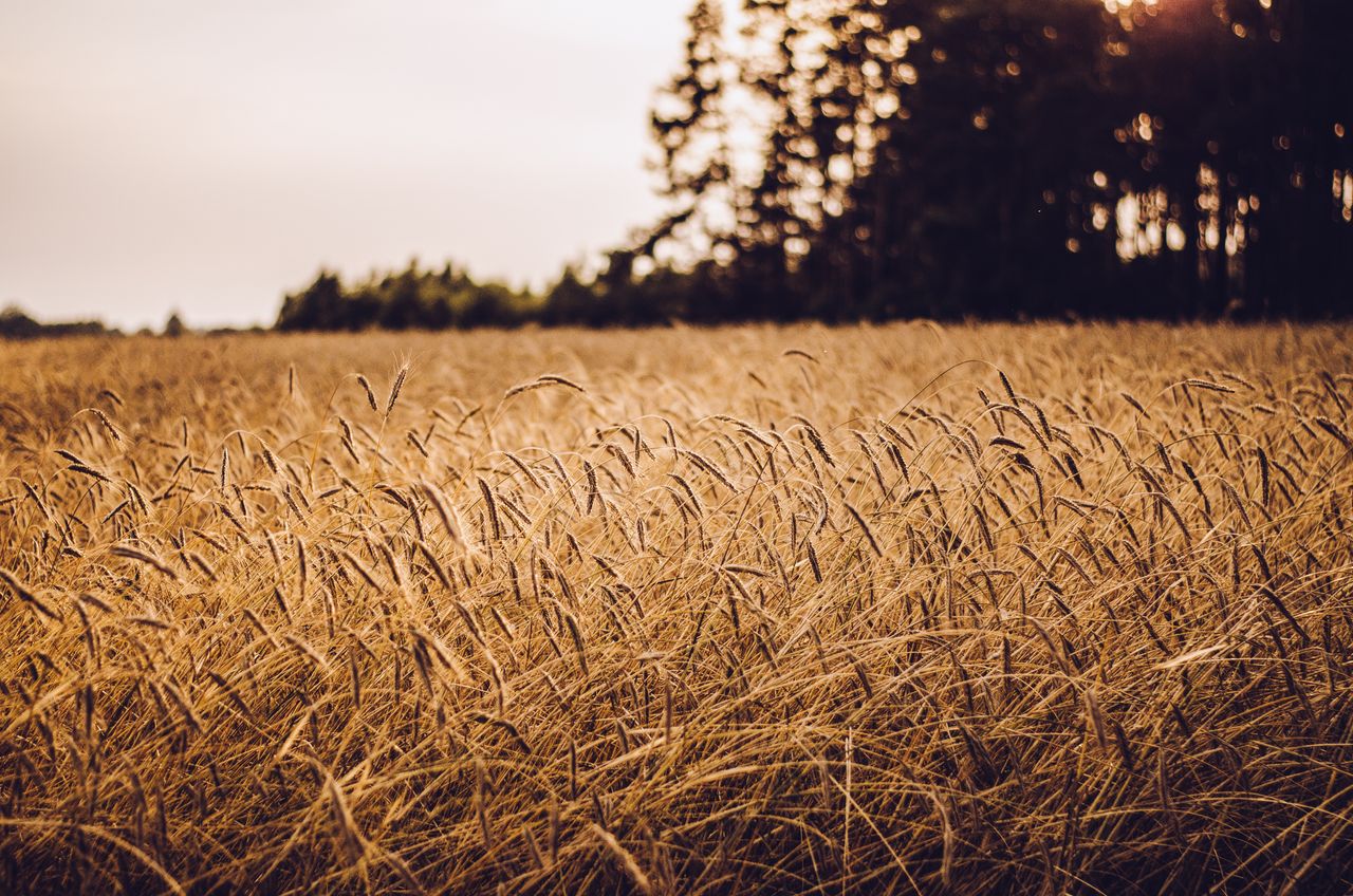 Polish minister for agriculture resigns over Ukrainian grain imports