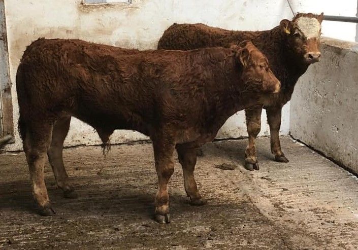Pics and prices: Young stock lead the way at Dowra Mart