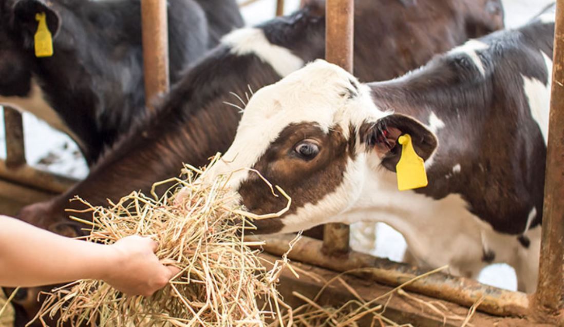 9 out of 10 farm animal welfare complaints unfounded