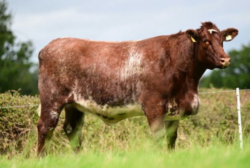 Selling at £6,500 was Cherryvalley Tipsy Gypsy