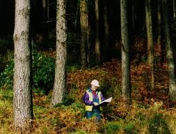Irish forestry - 12,000 employed