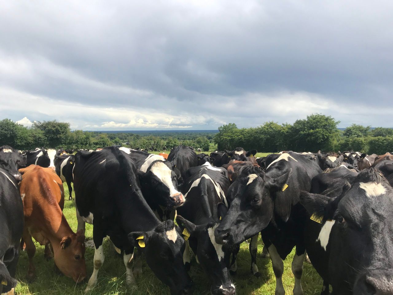 Dairy Focus: Using dung beetles to manage parasites in Co. Laois
